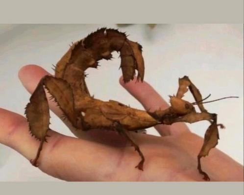 Eieren van de wandelende tak Extatosoma tiaratum (PSG9)., Dieren en Toebehoren, Insecten en Spinnen, Wandelende tak