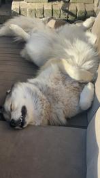 Husky mix teefje, Parvo, Teef, Poolhond, Eén hond