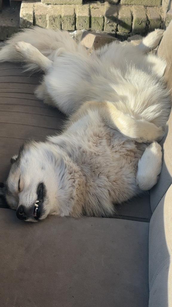 Husky mix teefje, Dieren en Toebehoren, Honden | Poolhonden, Keeshonden en Oertypen, Teef, Poolhond, Particulier, Eén hond, Nederland