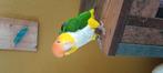 Te koop 2 mannetjes caiques met grote kooi, Dieren en Toebehoren, Mannelijk, Parkiet
