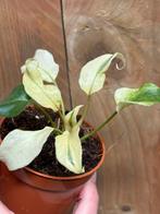 Philodendron xanadu selloum lava cream albi mint variegata, Huis en Inrichting, Kamerplanten, Ophalen of Verzenden, Halfschaduw