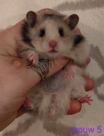 Mooie Jonge Syrische Hamsters / Goudhamsters, Dieren en Toebehoren, Hamster, Augustus, Meerdere dieren, Tam