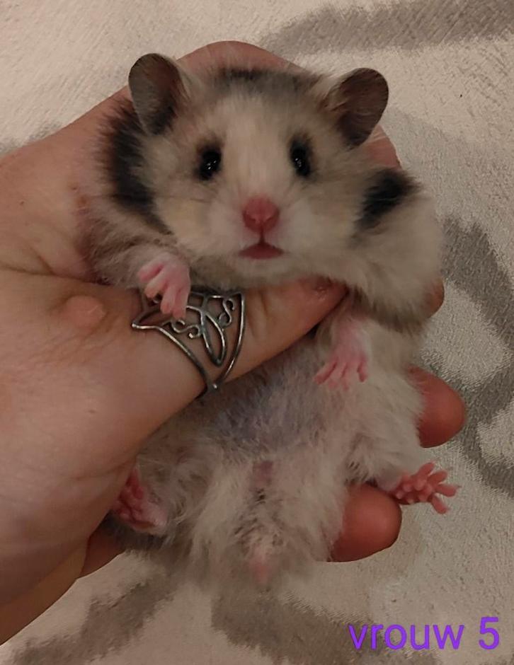 Mooie Jonge Syrische Hamsters / Goudhamsters, Dieren en Toebehoren, Knaagdieren, Meerdere dieren, Hamster, Augustus, Tam