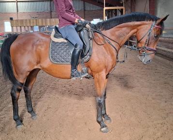 Superbraaf 12 jr familie-recreatie- manege  paard 1,60 beschikbaar voor biedingen
