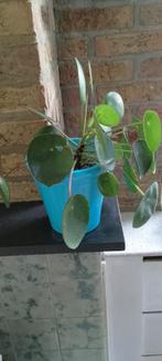 Pannekoek planten  + bloempotten, Ophalen, Overige soorten, In pot, Minder dan 100 cm