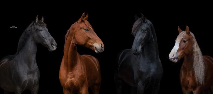 Gezocht volpensionstal, Dieren en Toebehoren, Stalling en Weidegang