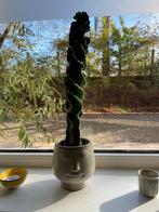 Cereus jamacaru Spiralis, kronkelcactus incl pot, Ophalen, Halfschaduw, Minder dan 100 cm, Groene kamerplant