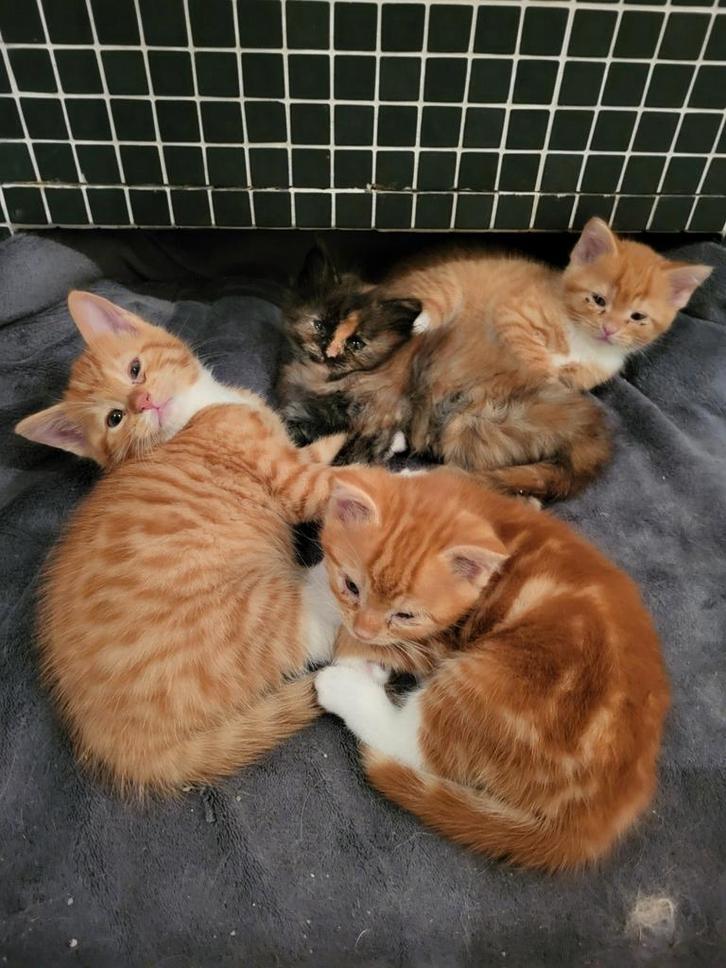 Liefdevol thuis gezocht, Dieren en Toebehoren, Katten en Kittens | Raskatten | Langhaar, Meerdere dieren, 0 tot 2 jaar, Ontwormd