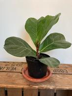 Ficus Lyrata  Vioolbladplant Tabaksplant Kamerplant, Ophalen