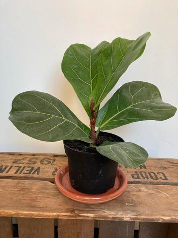 Ficus Lyrata  Vioolbladplant Tabaksplant Kamerplant beschikbaar voor biedingen