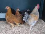 Krielkippen: Sussex-Welsumer-Cochin-Zijdehoen-Barnevelder., Dieren en Toebehoren, Pluimvee, Vrouwelijk, Kip