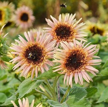 Astra Rose zonnebloem zaden beschikbaar voor biedingen
