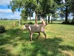 Hoornloze nubische maanvlekken bok, Dieren en Toebehoren, Schapen, Geiten en Varkens, Mannelijk, Geit