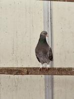 3 Duiven te koop, Dieren en Toebehoren, Vogels | Duiven, Meerdere dieren, Overige soorten