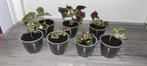Kamerplant Coleus solenostemon scutellarioides (siernetel)., Bloeiende kamerplant, Ophalen of Verzenden, Halfschaduw, Minder dan 100 cm