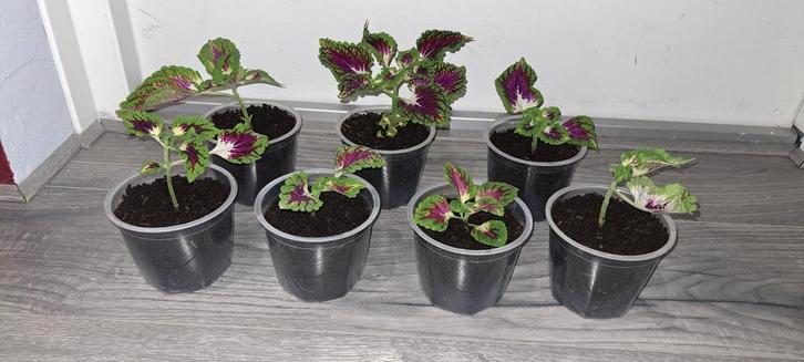 Kamerplant Coleus solenostemon scutellarioides (siernetel)., Huis en Inrichting, Kamerplanten, Minder dan 100 cm, Bloeiende kamerplant