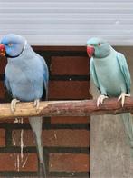 Kweekstel halsband parkieten 22-23, Dieren en Toebehoren, Meerdere dieren, Parkiet