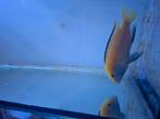 labidochromis caeruleus yellow kakusa, Dieren en Toebehoren, Vissen | Aquariumvissen, Vis