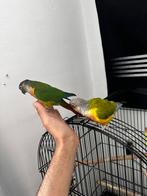 Pyrrhura kopel van 2021 en 2025, Meerdere dieren, Parkiet