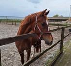 Mooie Welsh E pony 3 jaar ruin, Dieren en Toebehoren, Paarden, Minder dan 160 cm, Ruin, 3 tot 6 jaar