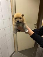 Pomeriaan, Dieren en Toebehoren, Honden | Poolhonden, Keeshonden en Oertypen, België, Particulier, Keeshond, CDV (hondenziekte)