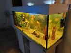 Aquarium merk Ferplast, Dieren en Toebehoren, Ophalen, Zo goed als nieuw, Gevuld zoetwateraquarium