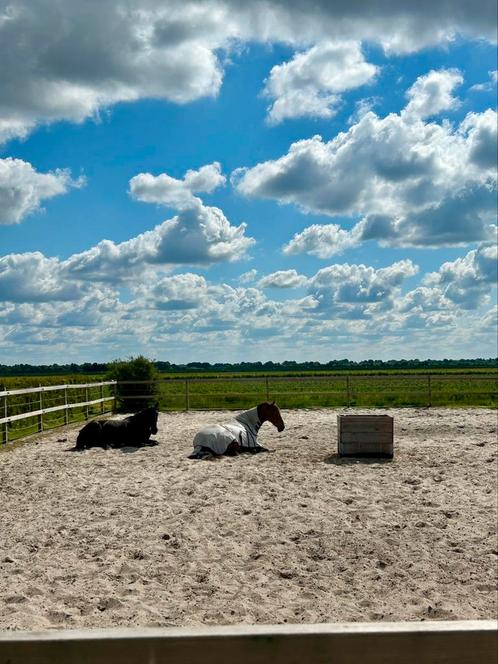 Verzorg(st)er/vakantieoppas gezocht, Diensten en Vakmensen, Dieren | Paarden | Verzorging, Oppas en Les, Verzorging of Verzorgpony's