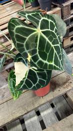 Zeldzame Anthurium clarinervium mutatie, Huis en Inrichting, Ophalen of Verzenden