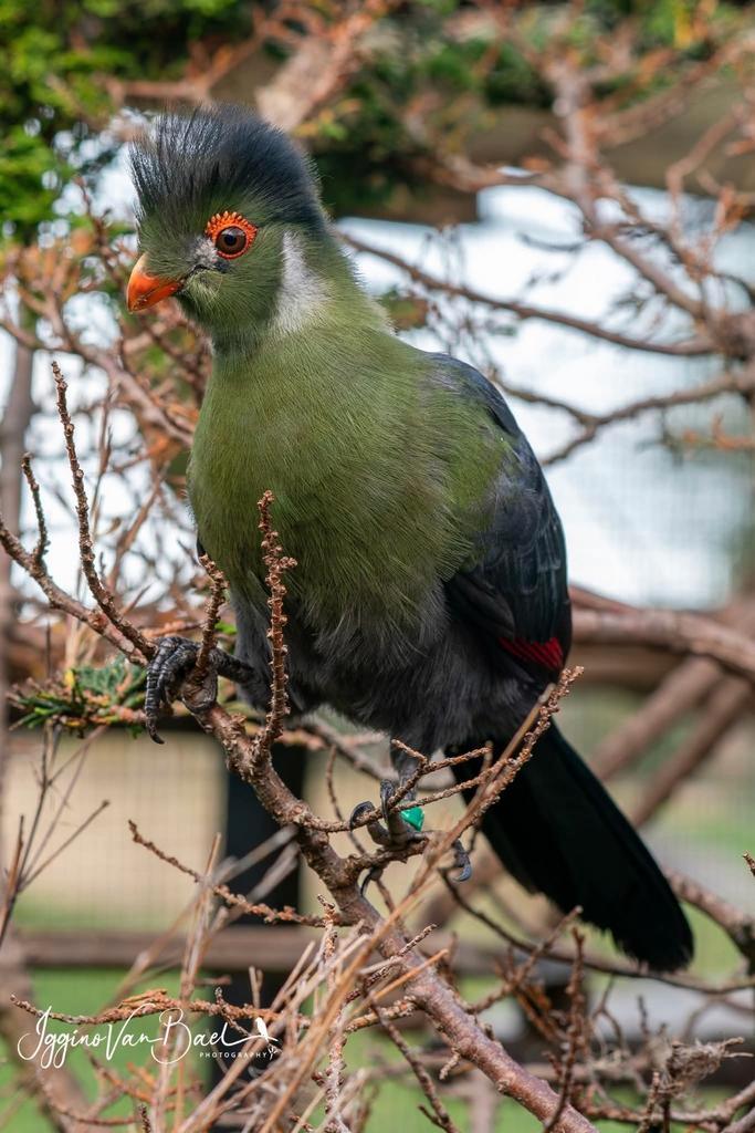 Witwangtoerako pop 2025 met DNA - vaste prijs, Dieren en Toebehoren, Vogels | Overige Vogels, Vrouwelijk, Geringd