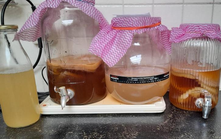 Kombucha scoby, Diversen, Levensmiddelen, Ophalen