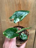 Alocasia zebrina albo white wit variegata plant, Huis en Inrichting, Kamerplanten, Ophalen of Verzenden, Halfschaduw, Minder dan 100 cm