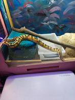 Ball python, Slang, Tam, 0 tot 2 jaar