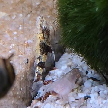 Parotocinclus sp. 3 beschikbaar voor biedingen