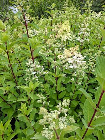 Pluimhortensia's / Hydrangea paniculata  beschikbaar voor biedingen