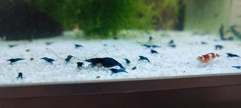 Blue dream/Blauwe Garnalen, Dieren en Toebehoren, Vissen | Aquariumvissen, Kreeft, Krab of Garnaal