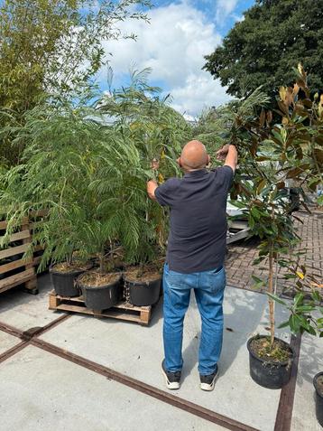 Slaapbomen meerstam grote planten stunt 49,50 pst beschikbaar voor biedingen