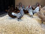 Jonge tamme Sebright krielkippen gesekst en ingeënt, Dieren en Toebehoren, Pluimvee, Meerdere dieren, Kip