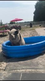 Lief varken, Vrouwelijk, Varken, 3 tot 5 jaar