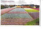 bollenstreek 1939  bloemenvelden, Verzenden, 1920 tot 1940, Gelopen, Zuid-Holland