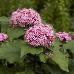 Jonge pindakaasboom (Clerodendrum bungei) te koop, Ophalen, Zomer, Overige soorten, Volle zon