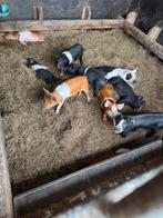 Prachtige biggen te koop, Husemer x Duroc, Dieren en Toebehoren, Meerdere dieren, Varken