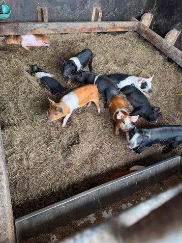 Prachtige biggen te koop, Husemer x Duroc beschikbaar voor biedingen