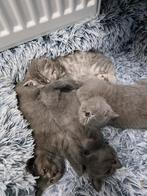 Britse korthaar 4 Boys kittens, Dieren en Toebehoren, Katten en Kittens | Raskatten | Langhaar, Meerdere dieren