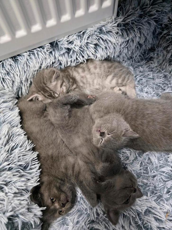 Britse korthaar 4 Boys kittens, Dieren en Toebehoren, Katten en Kittens | Raskatten | Langhaar, Meerdere dieren