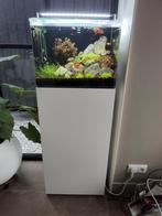 Dennerle Scapers tank 70 l.  Aquarium, Dieren en Toebehoren, Vissen | Aquaria en Toebehoren, Ophalen, Zo goed als nieuw, Gevuld zoetwateraquarium