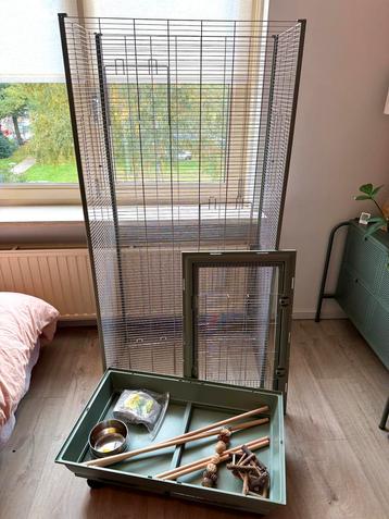 Nette Zolux parkieten, valkparkiet vogelkooi binnenvoliere beschikbaar voor biedingen