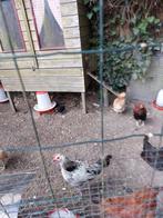 Voor kippen liefhebbers 1 haan en 4 kippen, Meerdere dieren, Kip