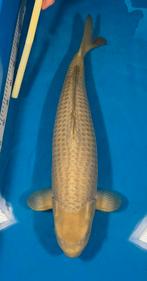 Chagoi Marusei, Karper of Koi