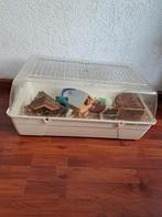 Knaagdier/cavia kooi met toebehoren (gebruikt voor hamster), Kooi, Gebruikt, Minder dan 75 cm, Hamster