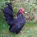 Lieve jonge Serama haan zoekt nieuw thuis, Dieren en Toebehoren, Pluimvee, Mannelijk, Kip